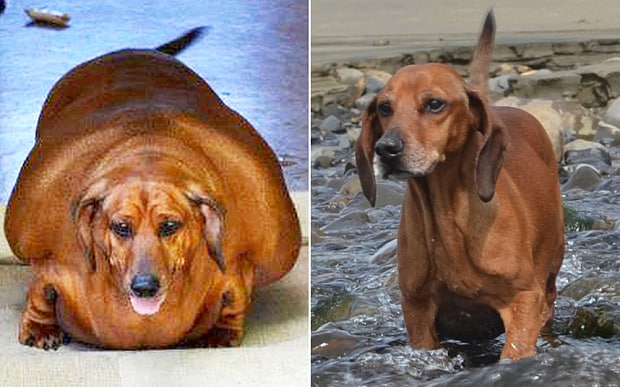 obie dachshund kaalulangus ultimate fat loss stack