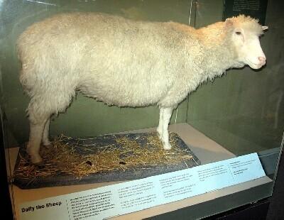 krooniline kaalulangus lambad teaduslikud rasva poletavad toidud