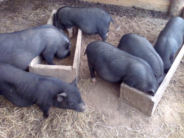 kuidas eemaldada rasva sigade nahast toonimine kaalulanguse ajal