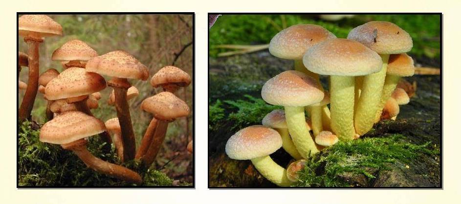 seene seos kehakaalu langetamiseni