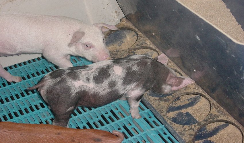 kuidas eemaldada rasva sigade nahast lihtne kaalulangus uhe kuu jooksul