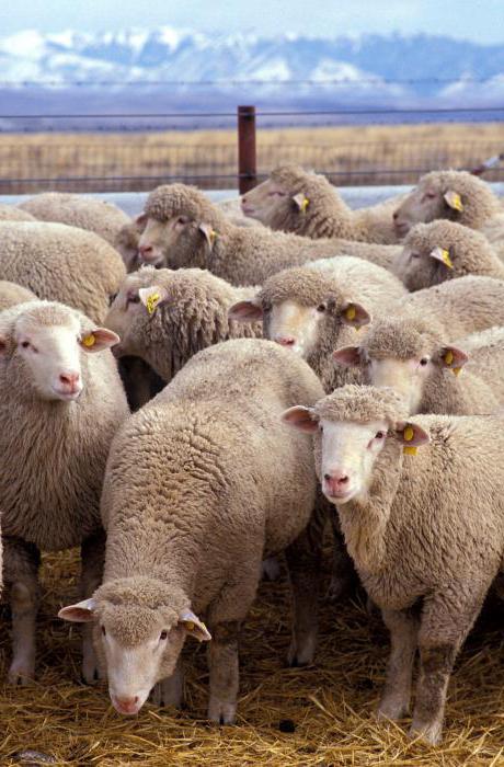 krooniline kaalulangus lambad realistlik kaalulangus kahe kuu jooksul
